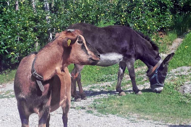 Zwergziege und Esel