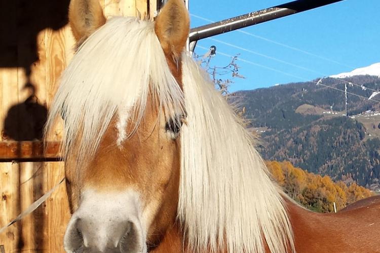 Unsere Haflinger Pferde