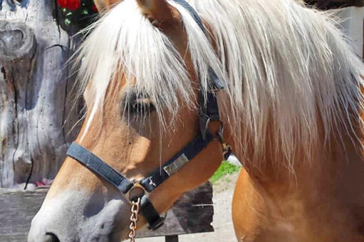 Haflinger am Ungericht Hof