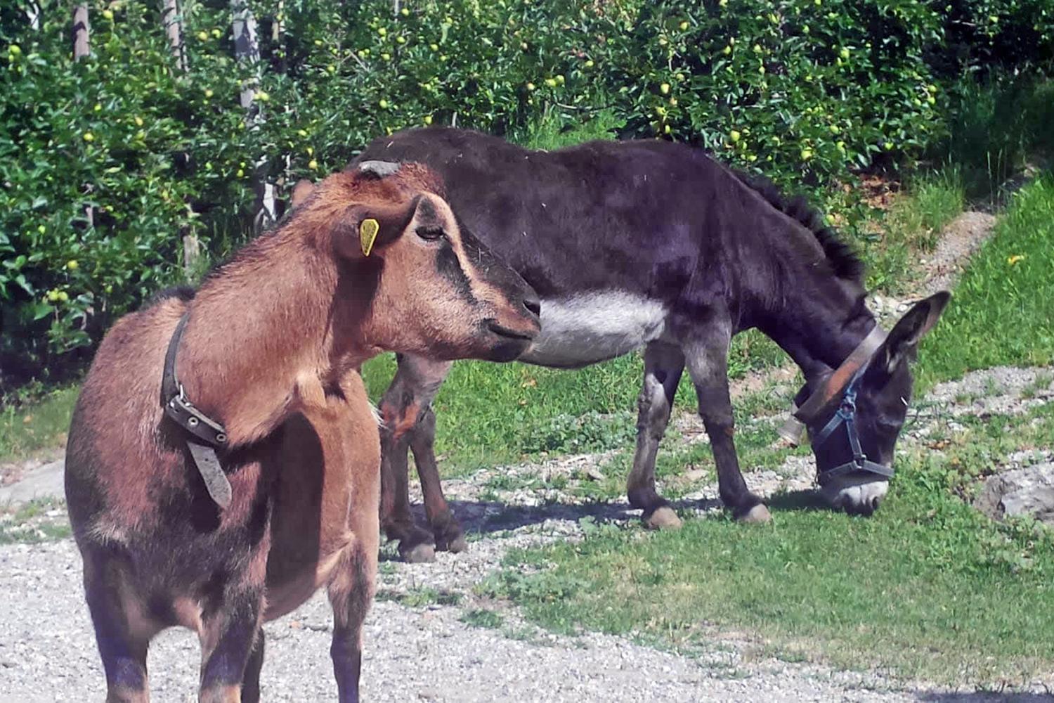 Zwergziege und Esel