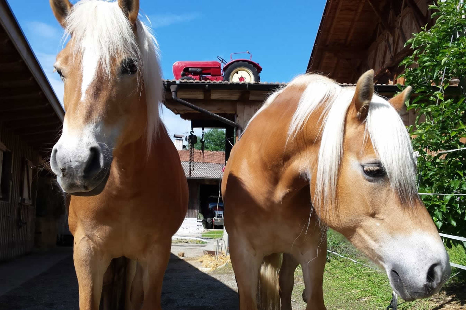 Haflinger Pferde