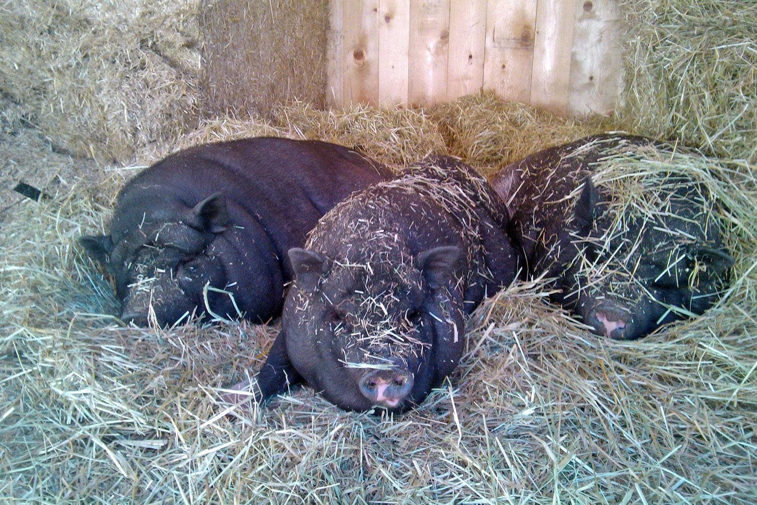 Streichelzoo mit Hängebauchschweinen